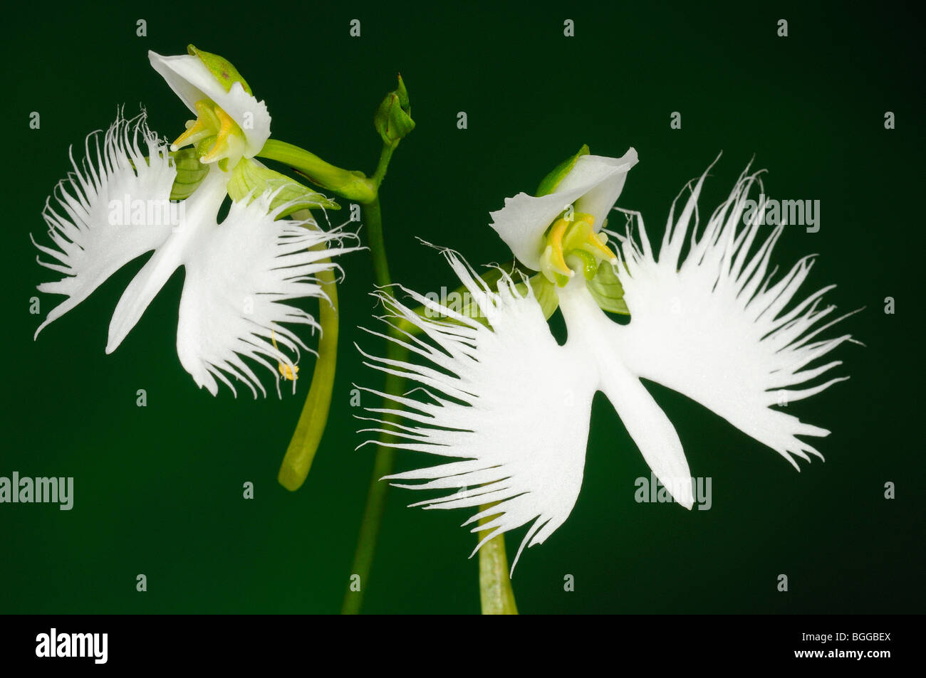 Egret Orchid (Habenaria radiata) pair of white flowers on flower stalk. Stock Photo