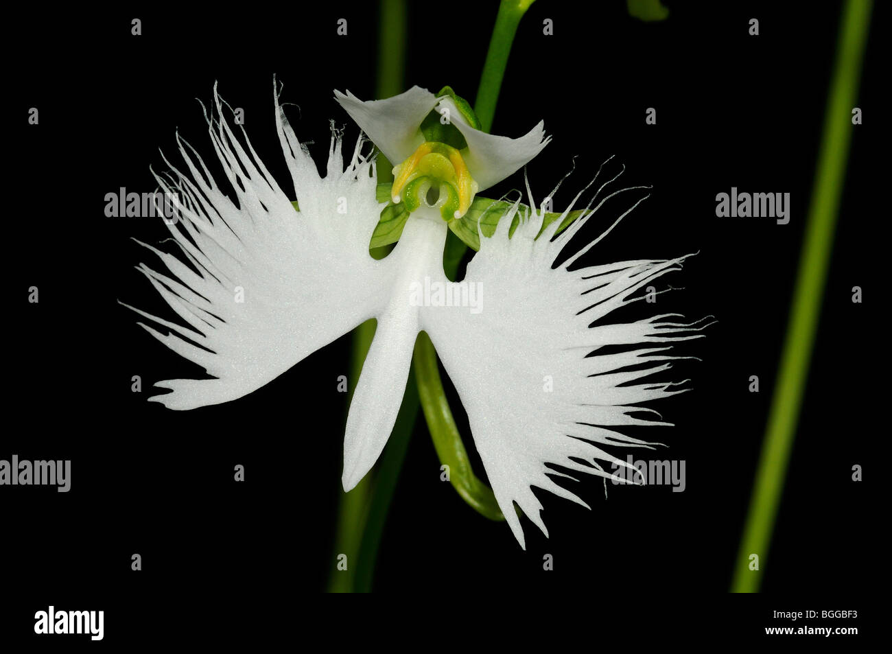 Egret Orchid Habenaria Radiata Close Up Of White Flower Stock Photo