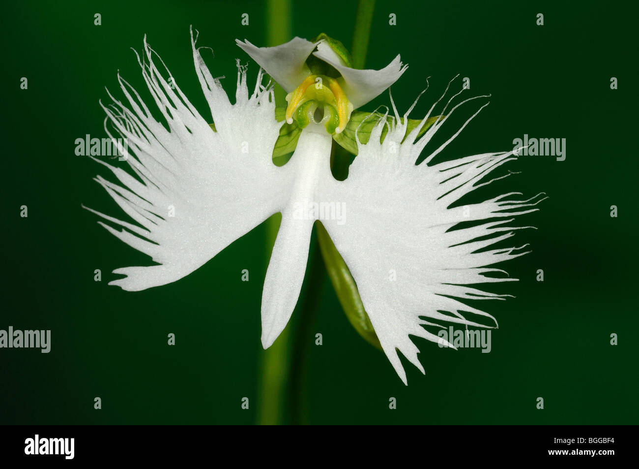 Egret Orchid (Habenaria radiata) close-up of flower. Stock Photo