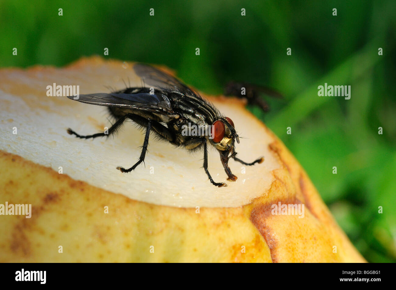 Flesh-fly (Sarcophaga carnaria) feeding on rotting fruit, Oxfordshire, UK. Stock Photo