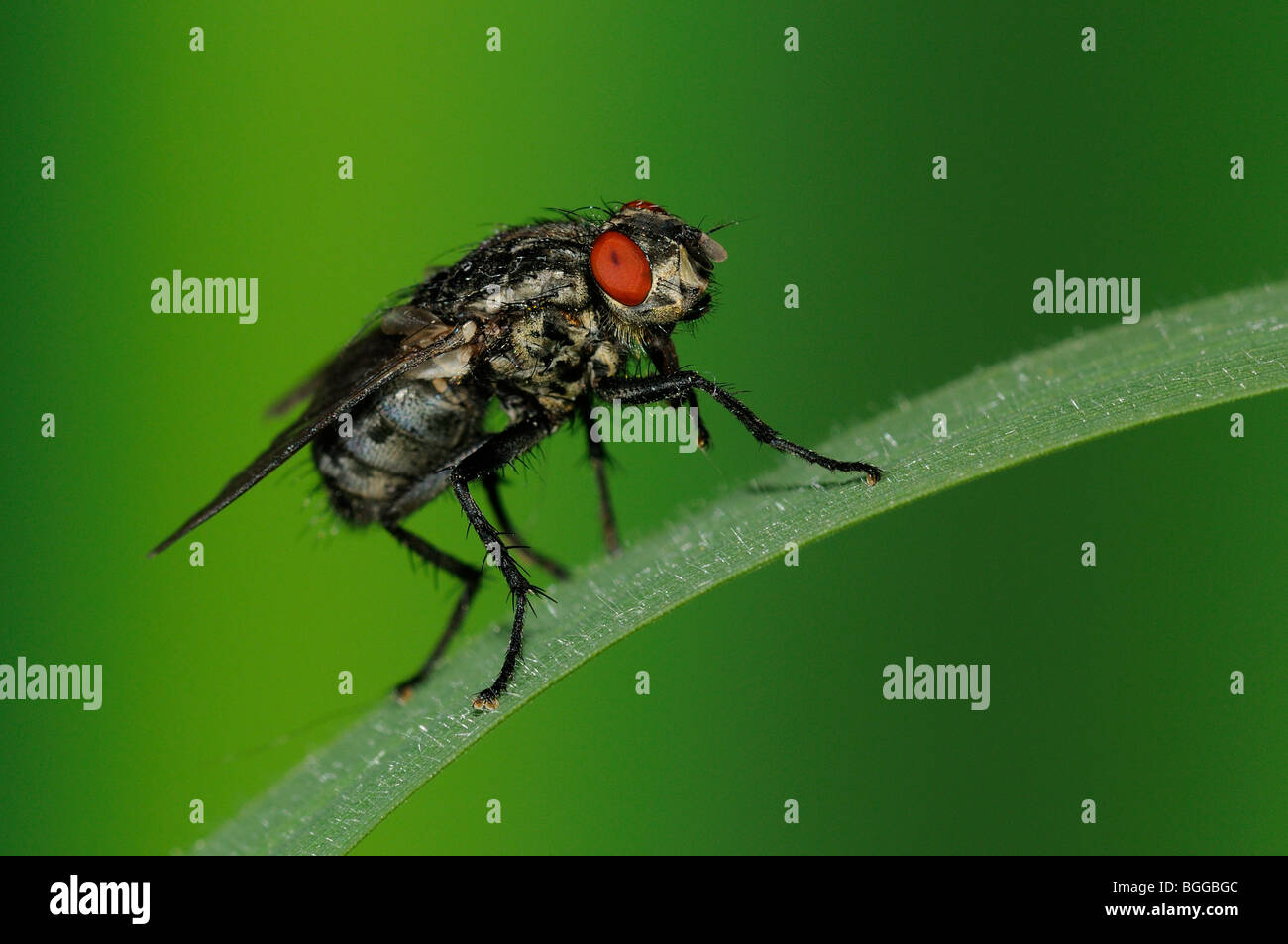 Flesh-fly (Sarcophaga carnaria) at rest on blade of grass, Oxfordshire, UK. Stock Photo
