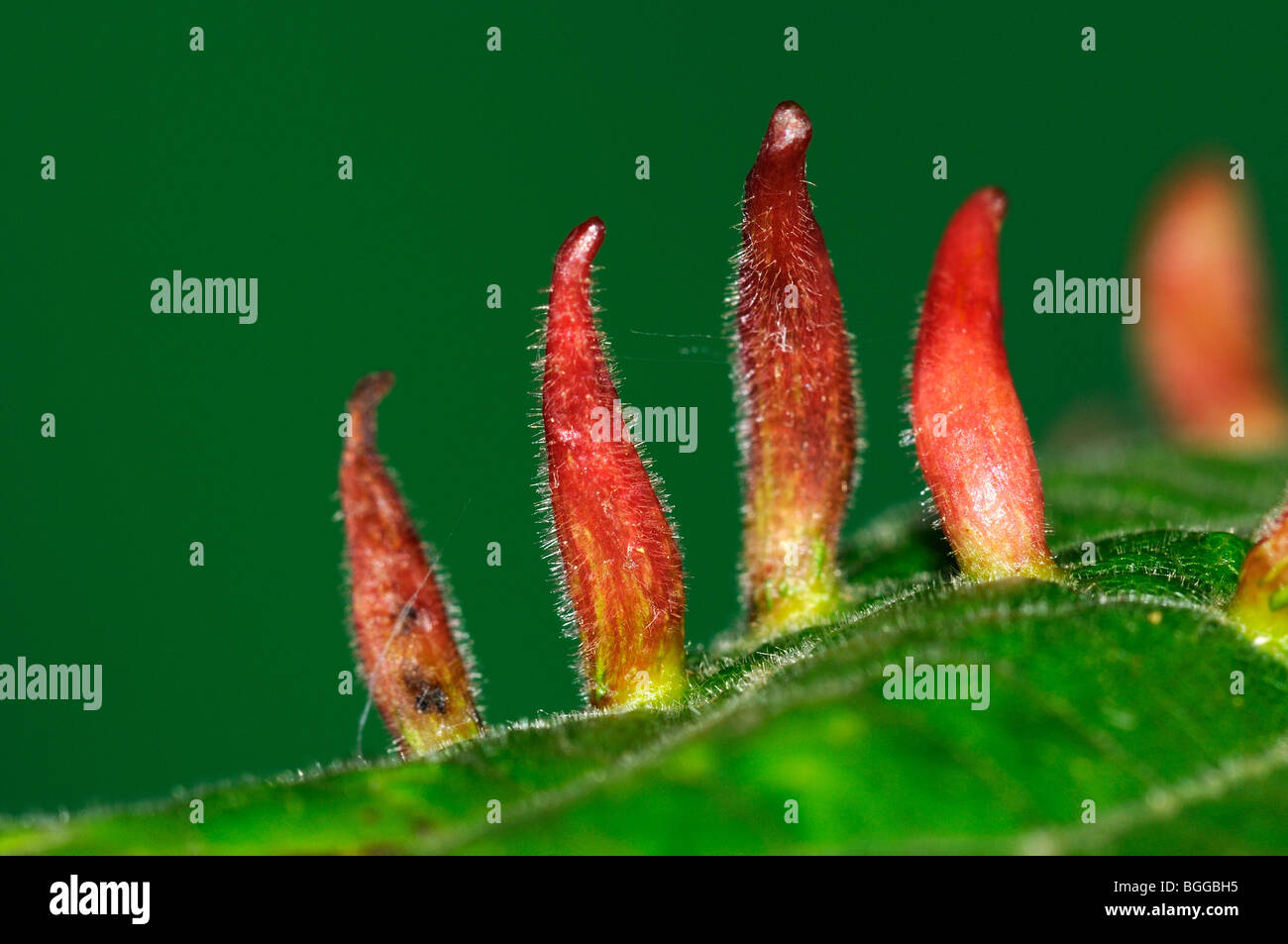 Lime Nail-gall mite (Eriophyes tiliae) galls on Lime (Tilia) tree leaf, Oxfordshire. Stock Photo