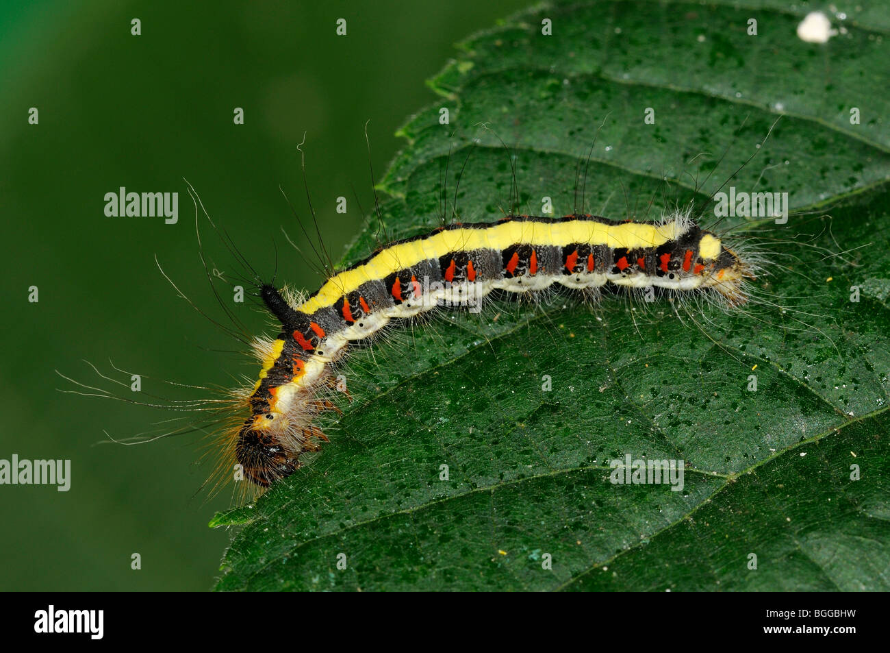 Caterpillar of Grey Dagger Moth (Acronicta psi) feeding on Lime tree