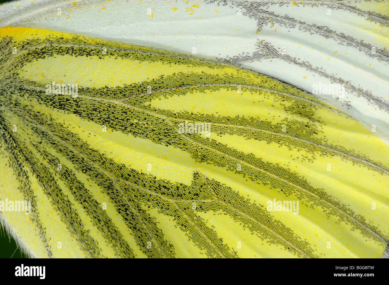 Green-veined White Butterfly (Pieris napi) close-up of underside of wing showing scales and patterns, Oxfordshire, UK. Stock Photo