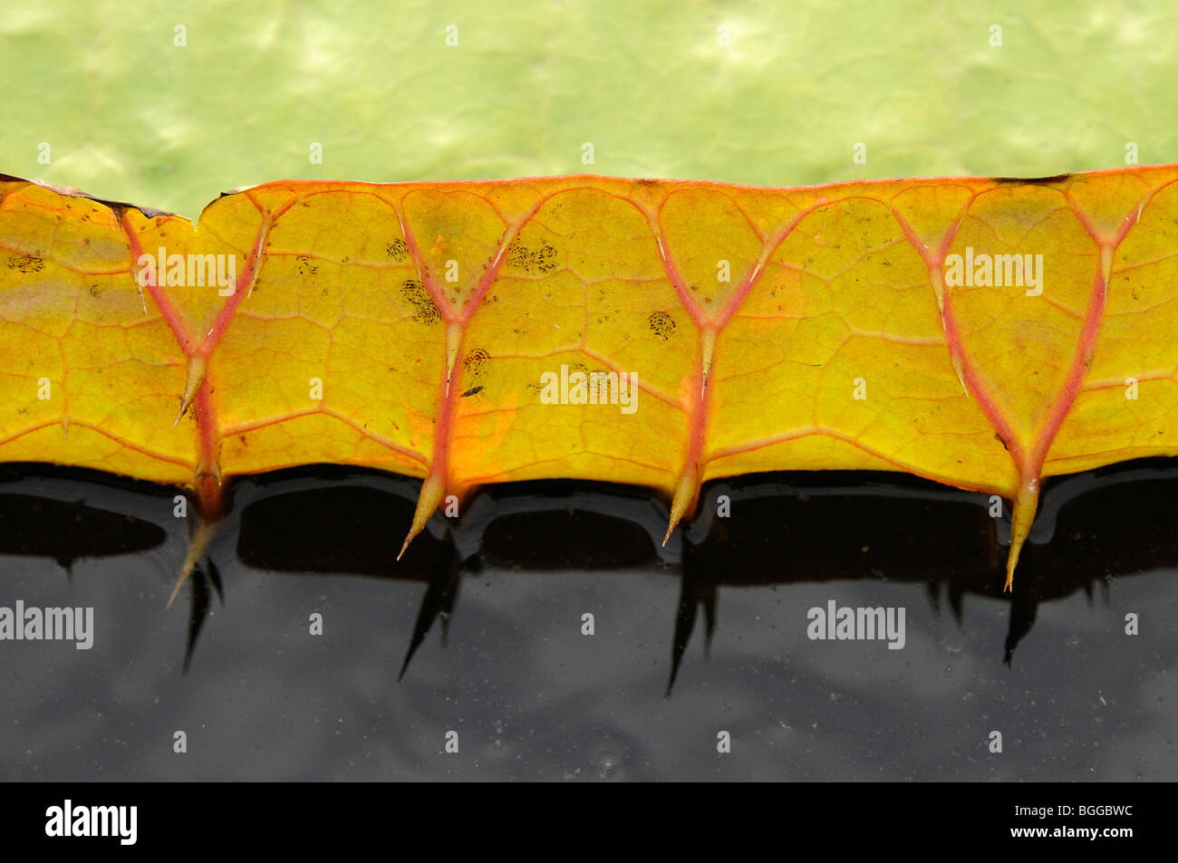 Giant Water Lily (Victoria amazonica) close-up showing spikes on edge of lead or pad, Pantanal, Brazil. Stock Photo