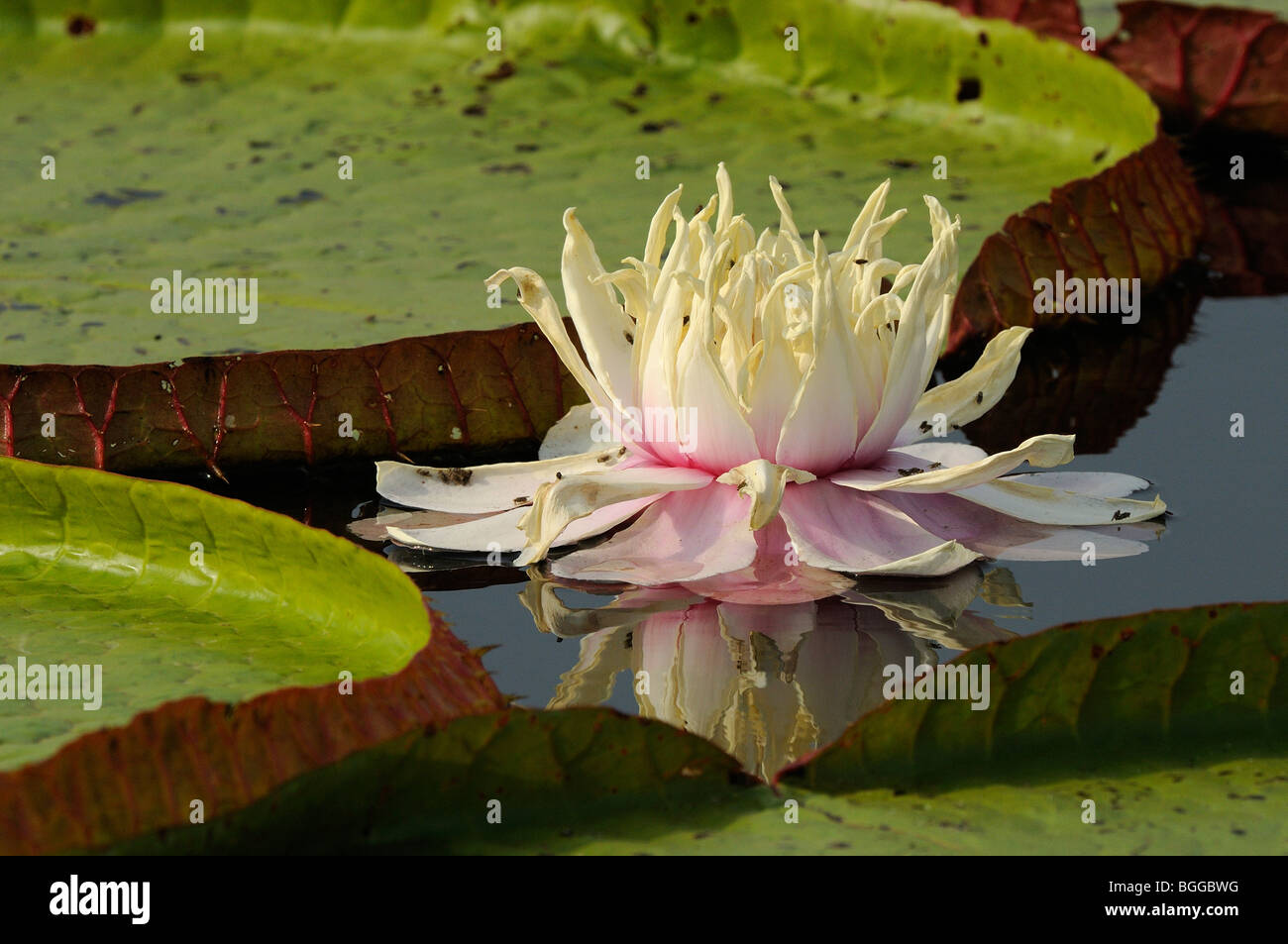 Giant Water Lily (Victoria amazonica) single flower on water surface