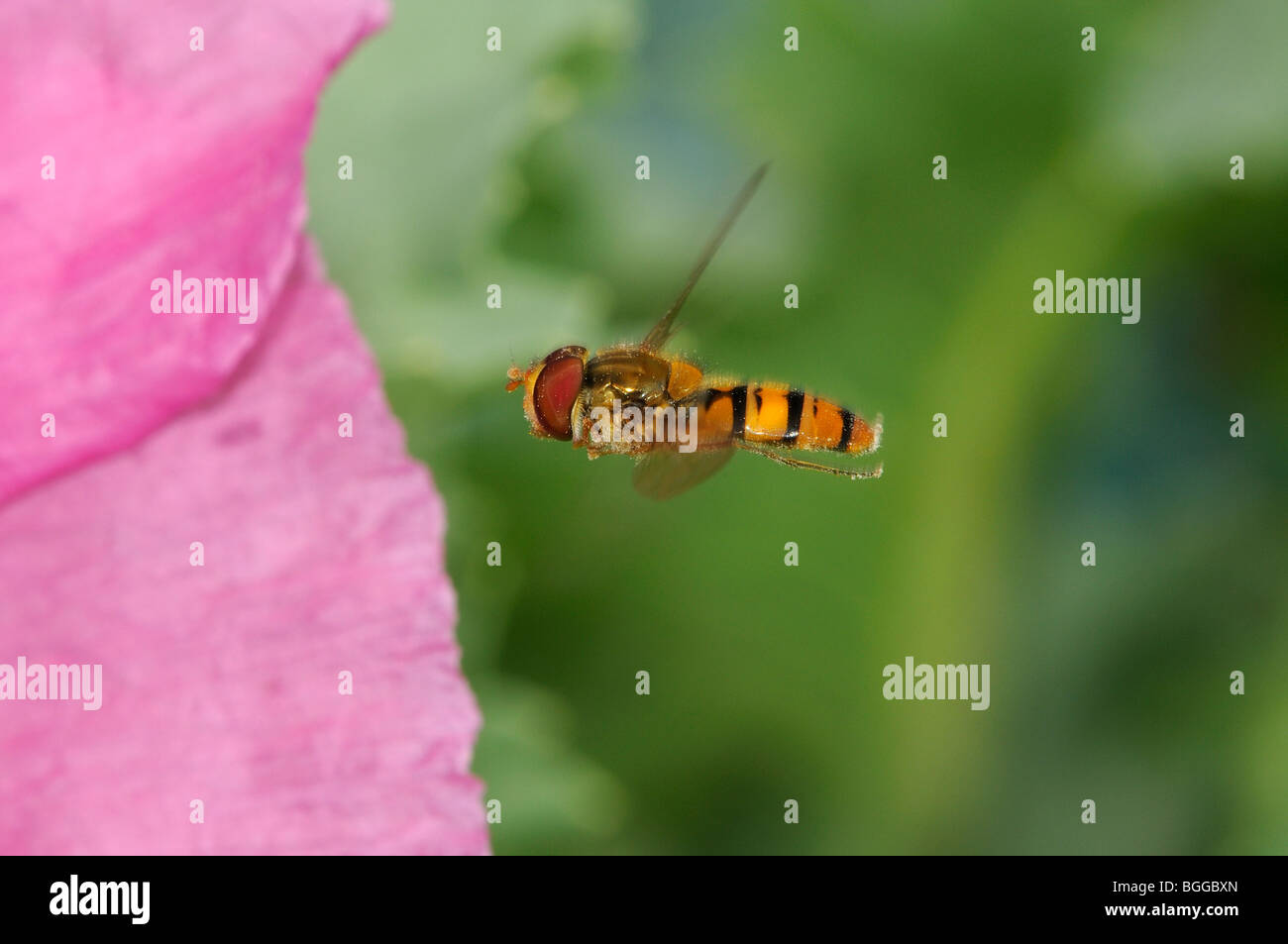 Hoverfly (Xanthogramma pedissequum) in flight, approaching poppy flower, Oxfordshire, UK. Stock Photo
