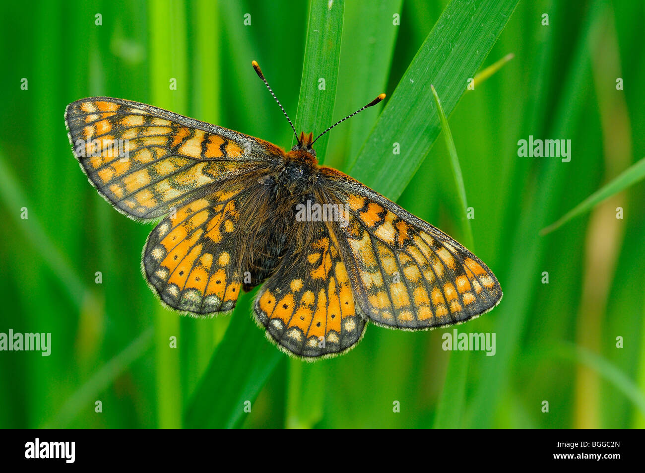 Marsh Fritillary Butterfly (Eurodryas aurinia) resting on blade of ...