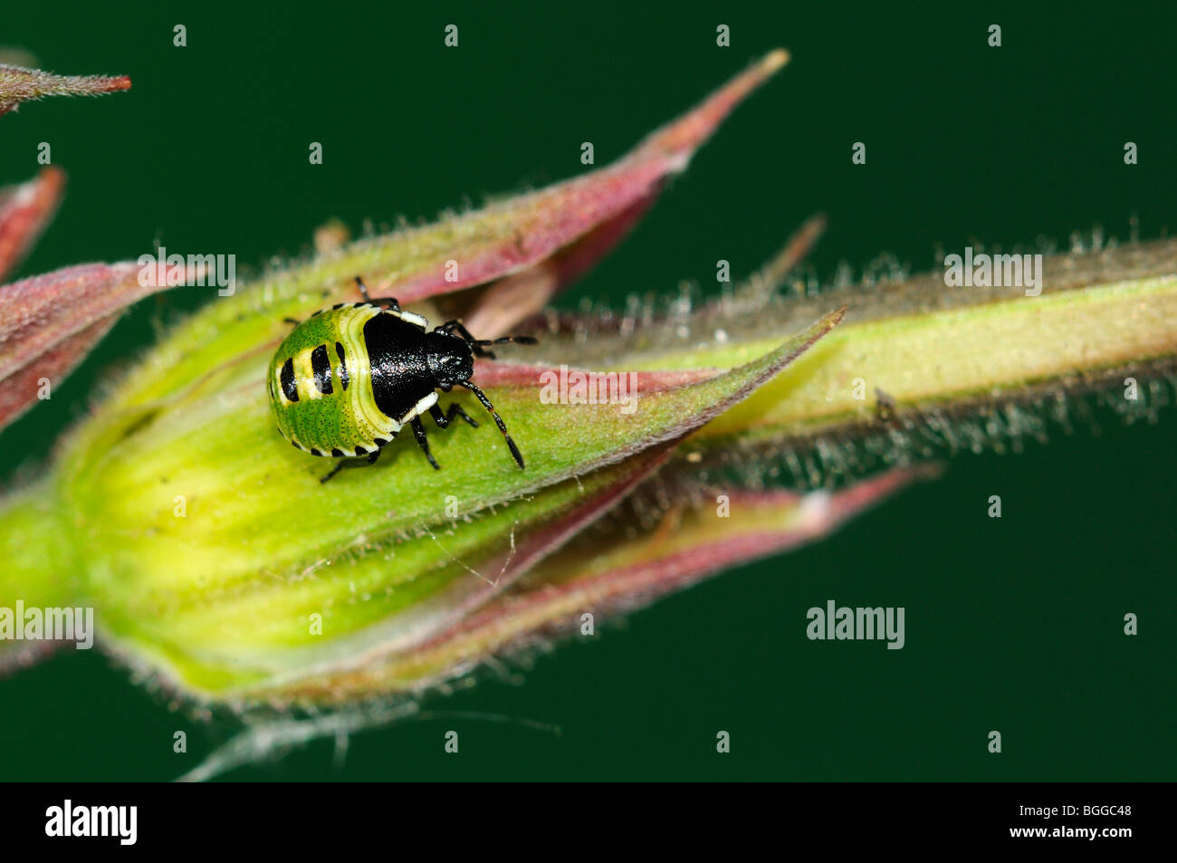 Green Shield Bug (Palomena prasina) immature nymph resting on flower bud, Oxfordshire, UK. Stock Photo