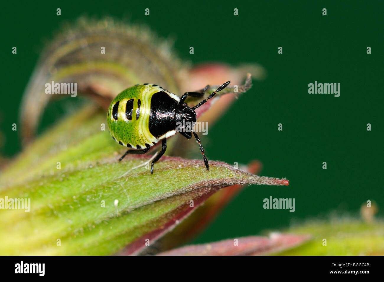 Green Shield Bug (Palomena prasina) immature nymph, resting on flower bud, Oxfordshire, UK. Stock Photo