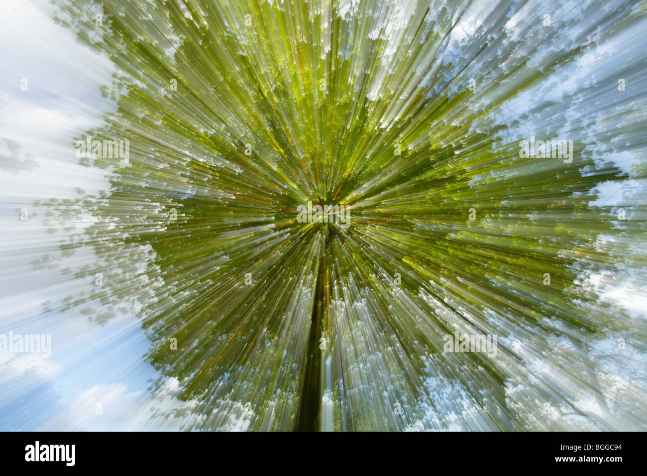 Abstract tree zoom Stock Photo Alamy
