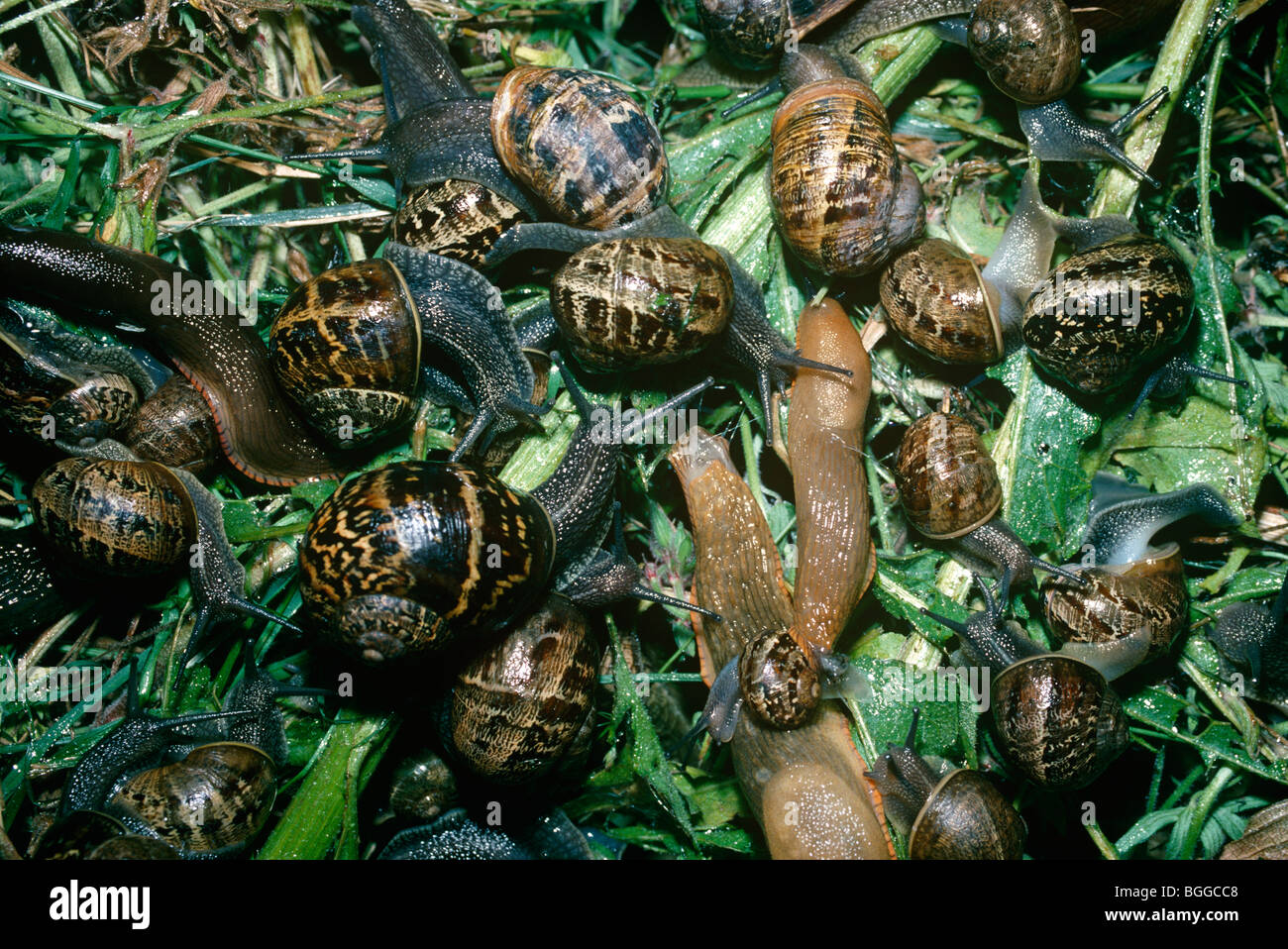 garden snail (Helix aspersa) group on a compost heap in a garden at