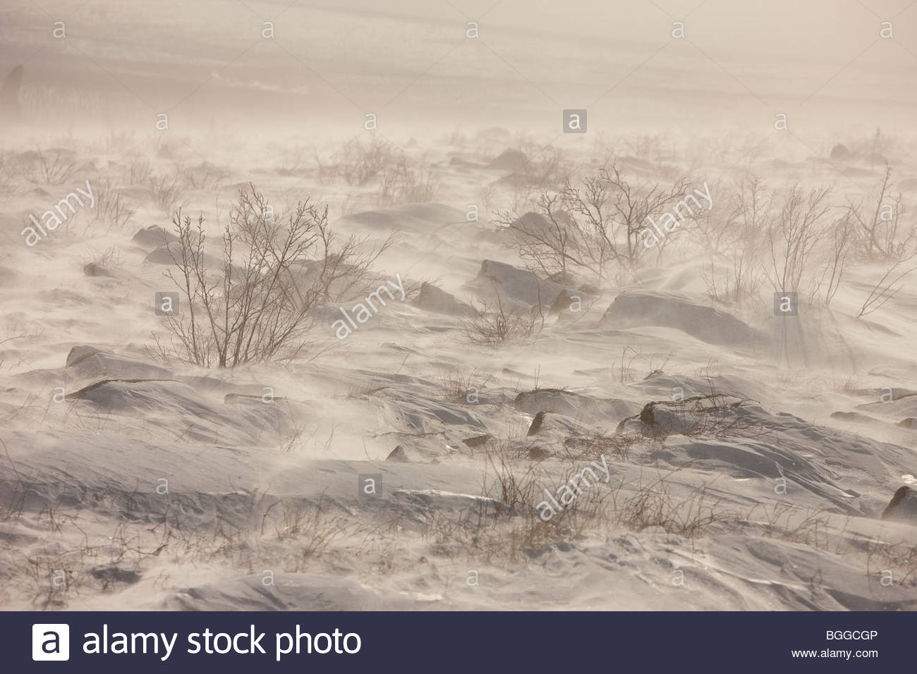 Tundra Snow Wind High Resolution Stock Photography and Images - Alamy