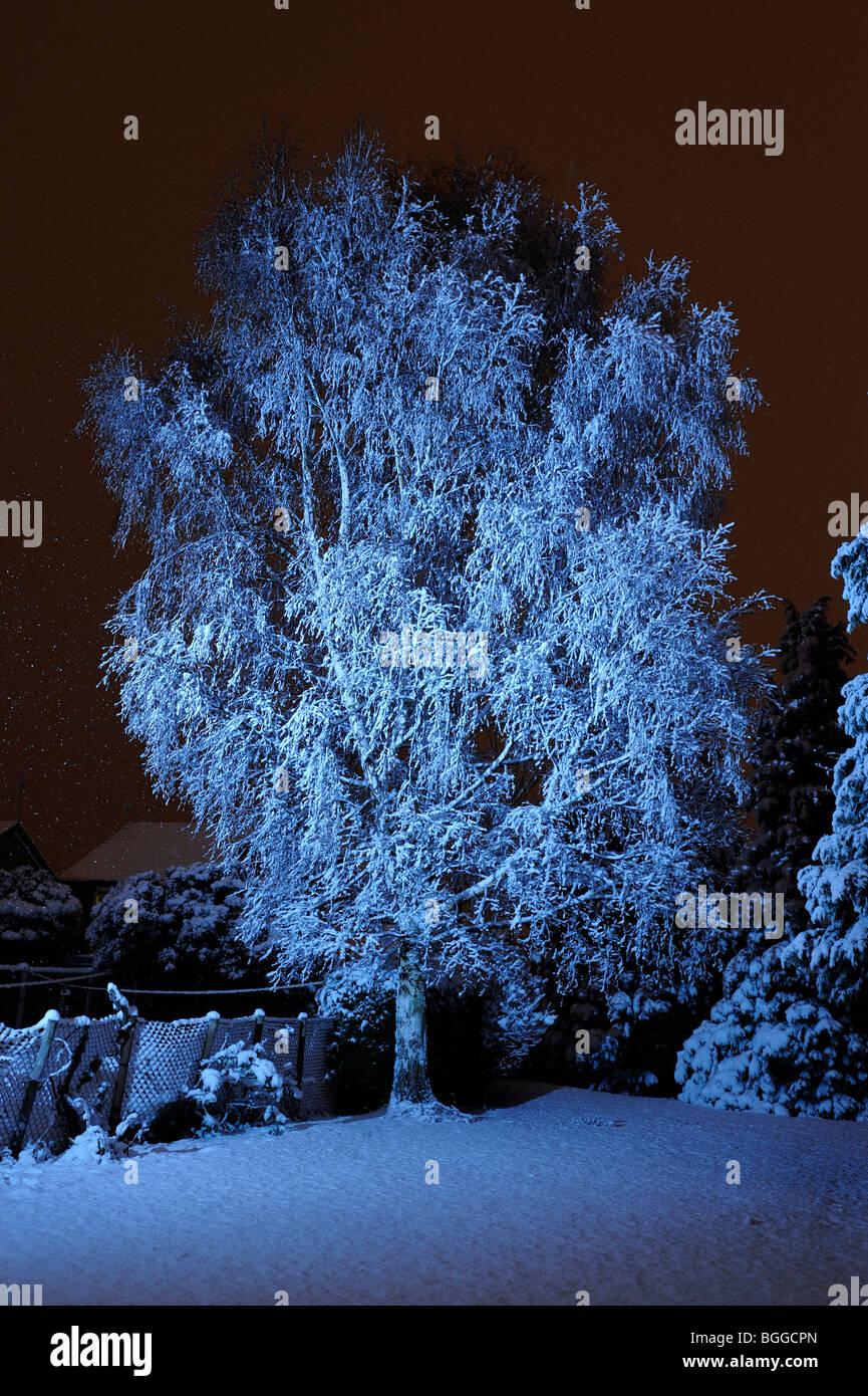 Silver birch tree covered in snow Stock Photo