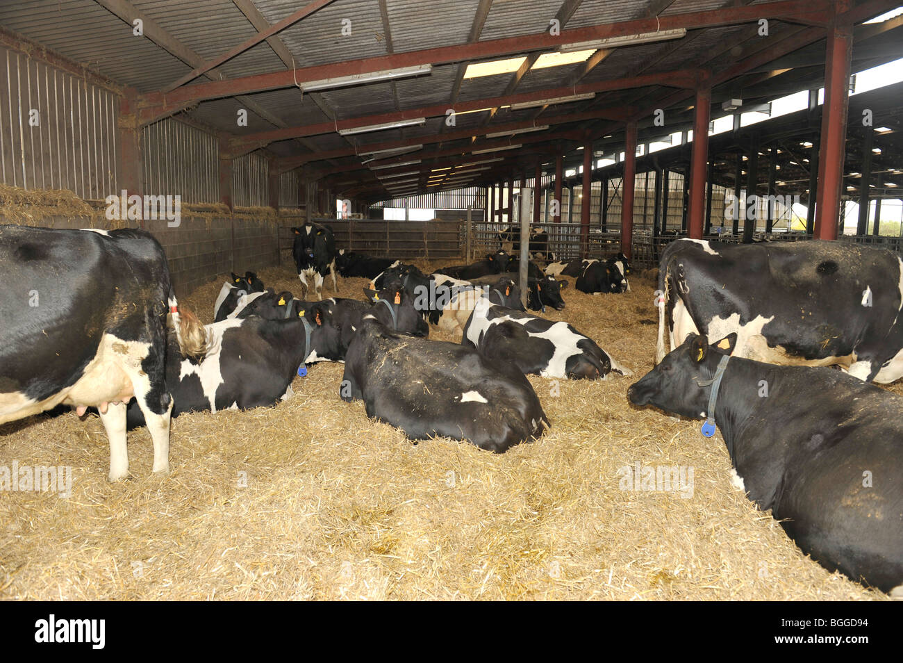 dairy cows in a barn Stock Photo Alamy