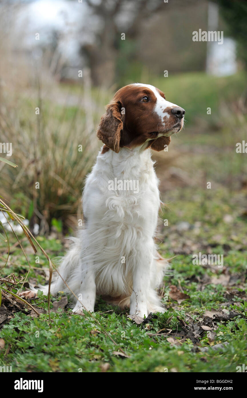 Welsh Springer Spaniel High Resolution Stock Photography And Images Alamy