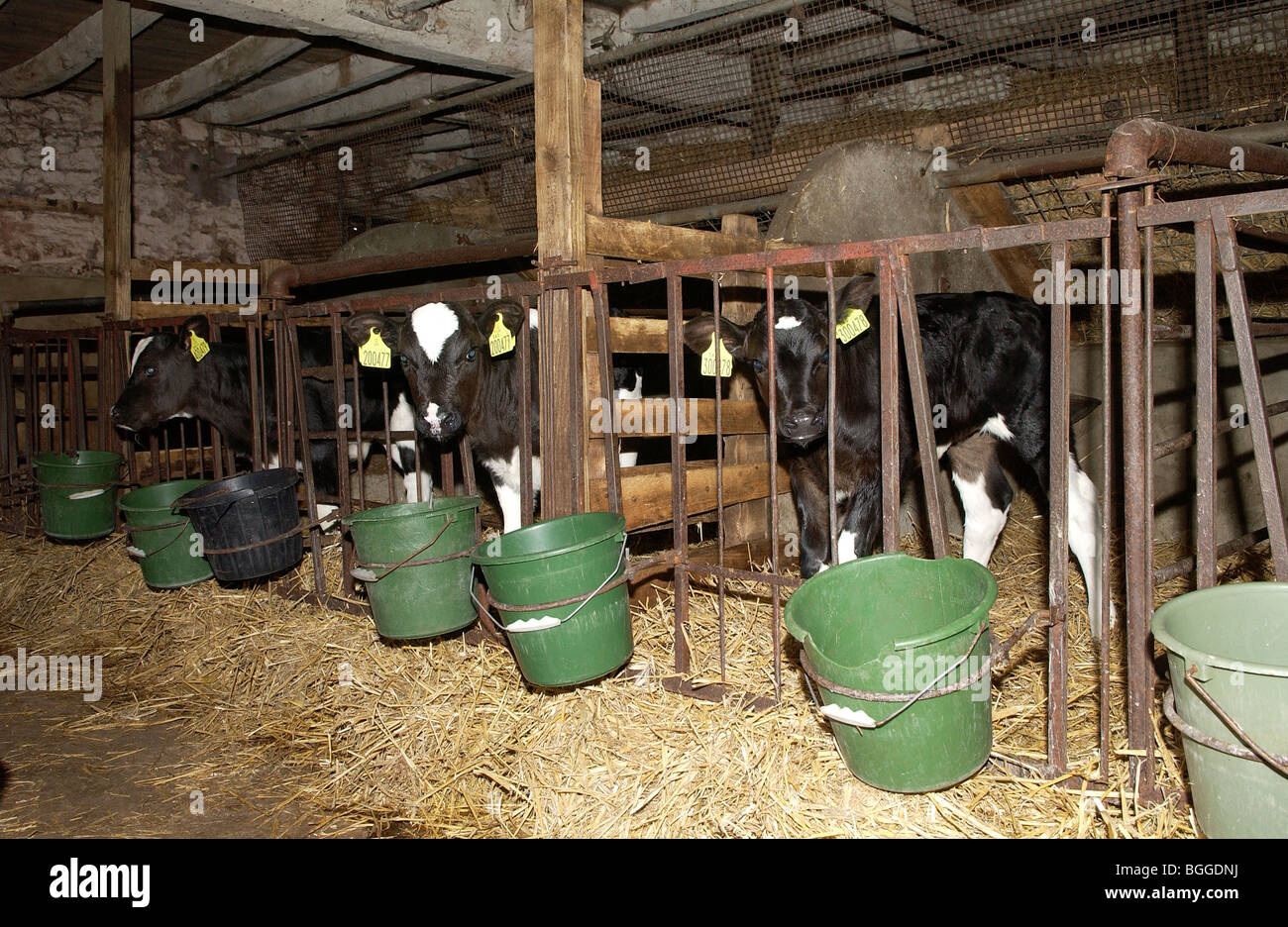 Rspca veal crate hires stock photography and images Alamy