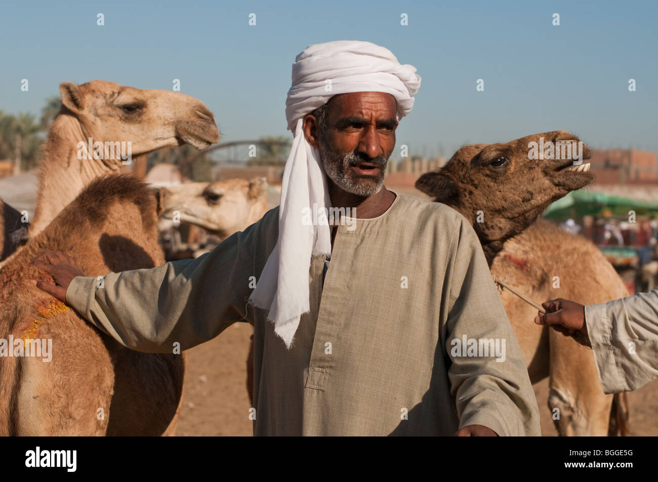 Tall Egyptian man sells his camels in a market along the Nile River Stock Photo