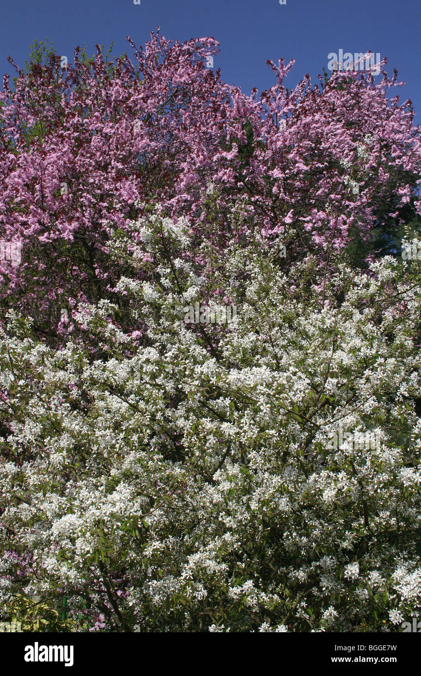 Cherry Plum (Prunus cerasifera Nigra) and Juneberry, Serviceberry (Amelanchier lamarckii), flowering. Stock Photo
