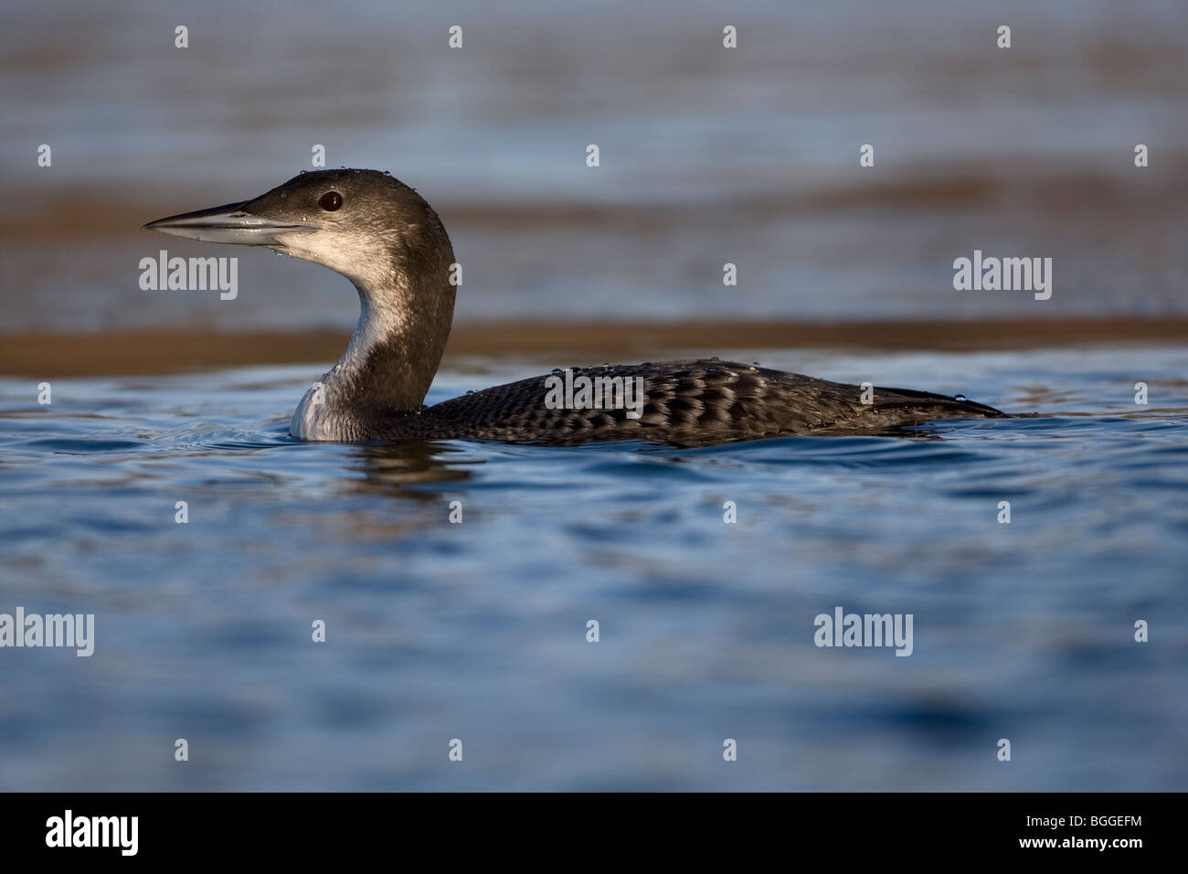 Great Northern Diver Gavia imme Stock Photo