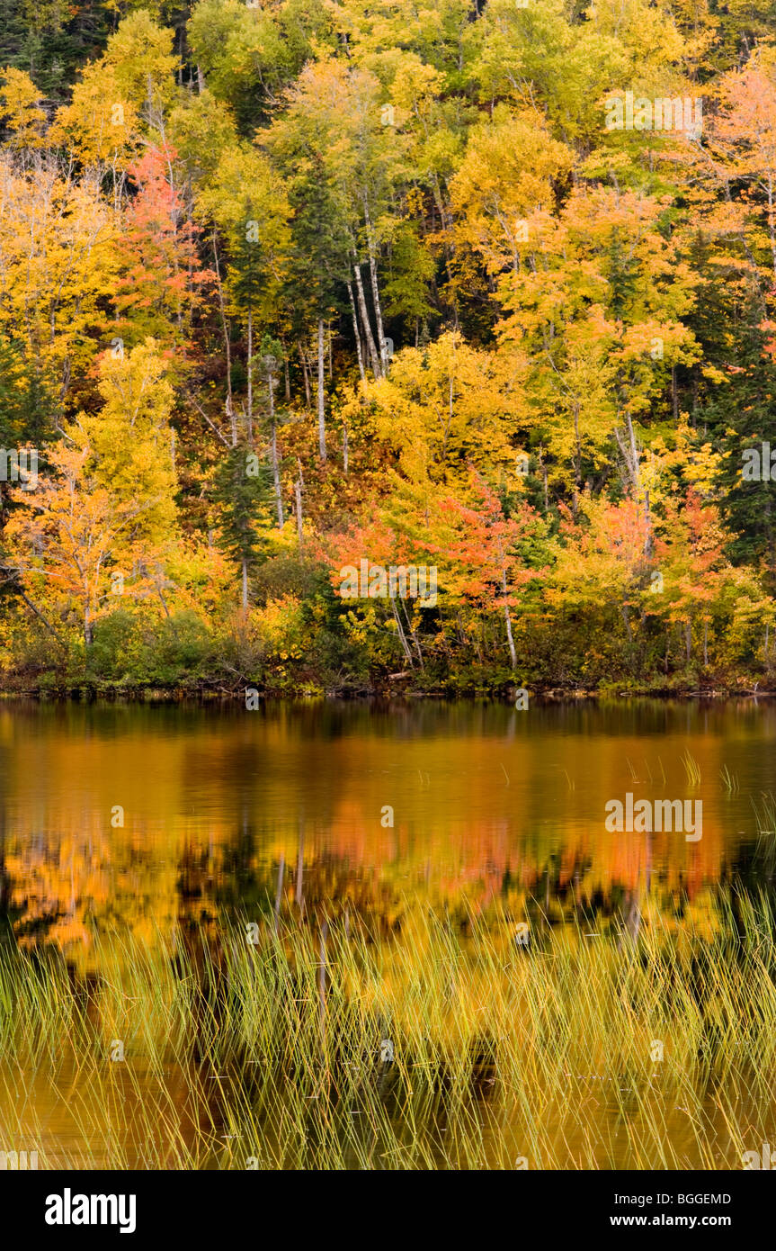 Fall colours at Warren Lake, Nova Scotia, Canada Stock Photo - Alamy