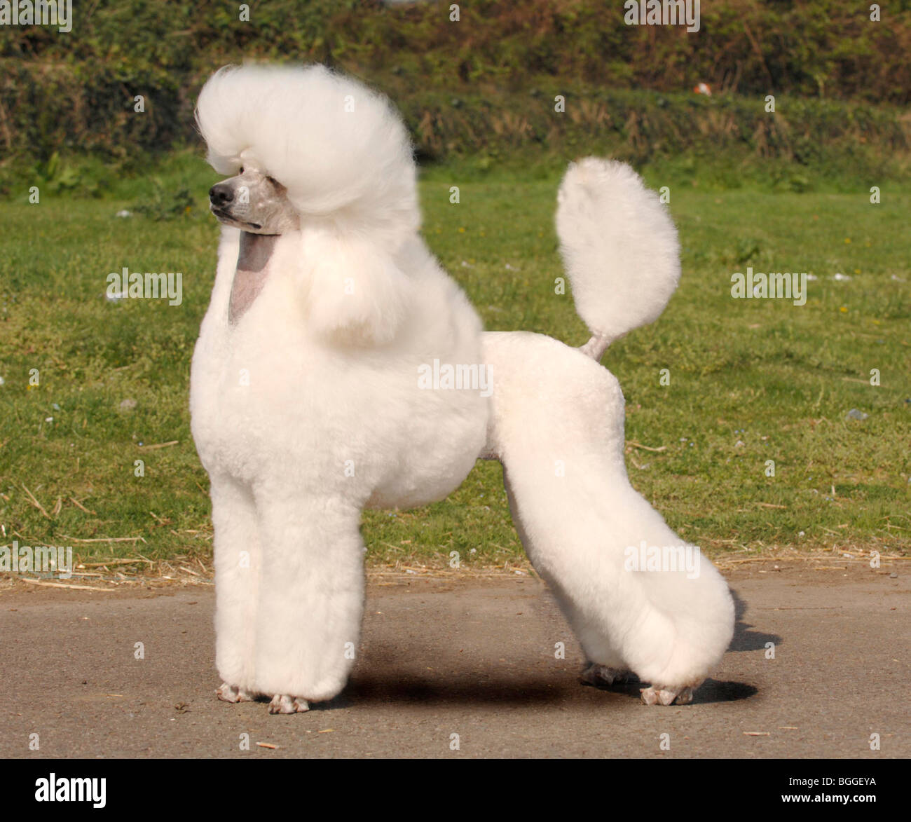 white poodle dog