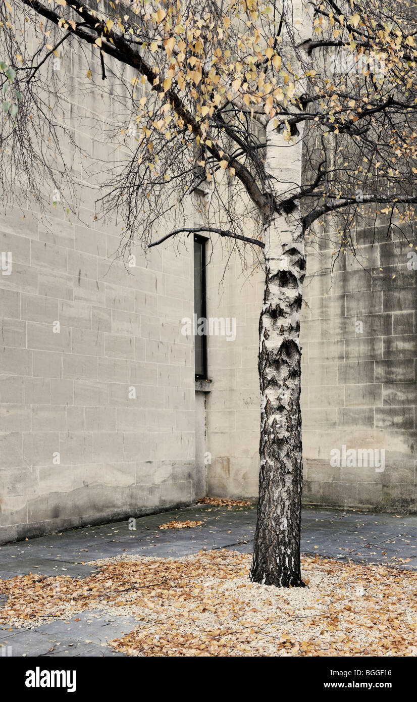 silver birch tree in urban location Stock Photo Alamy