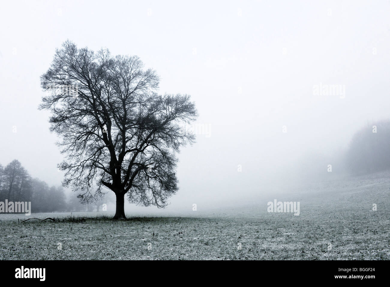 oak tree in mist in winter landscape Stock Photo