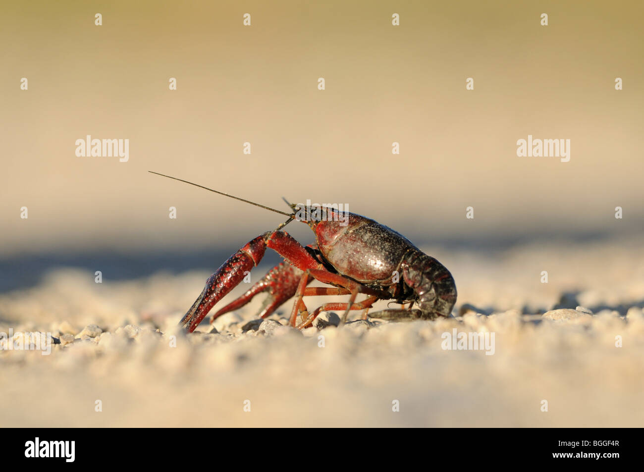 Galician crayfish (Astacus leptodactylus) on gravel bed, Catalonia, Spain, side view Stock Photo