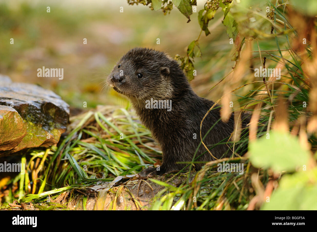 Young otter (Lutra lutra) in meadow, side view Stock Photo