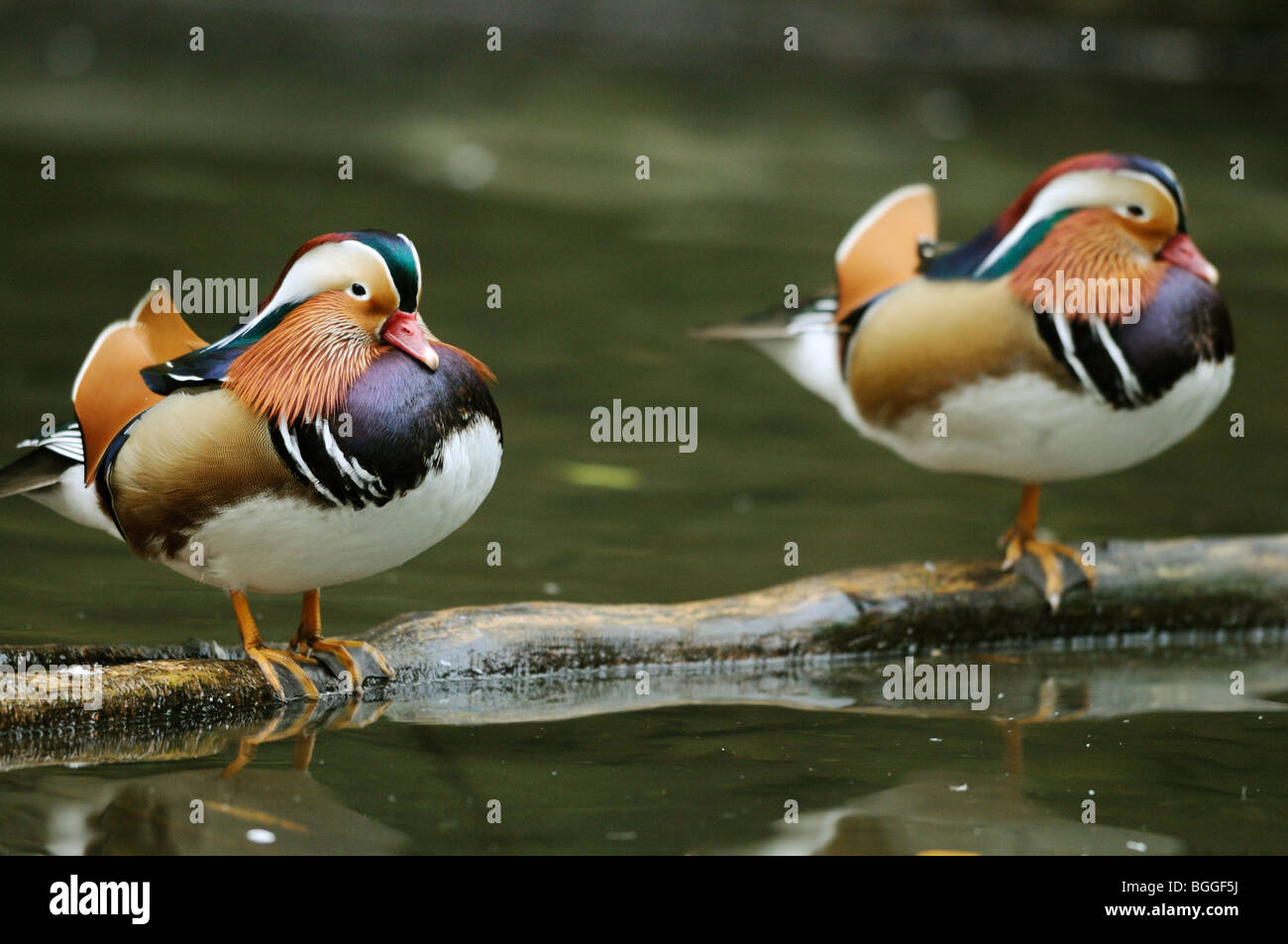 Ducks sitting on garden hires stock photography and images Alamy