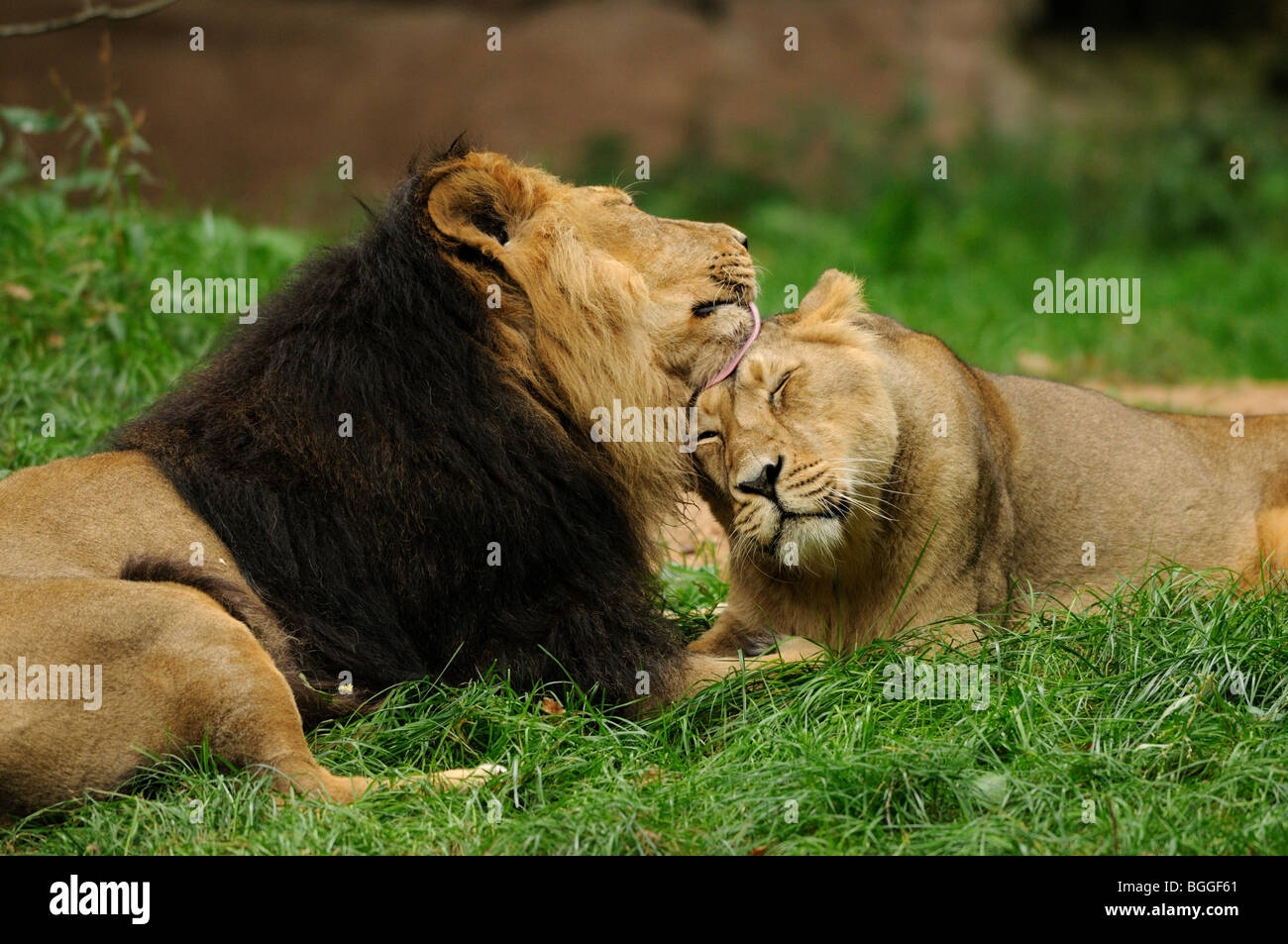 Pair of lions (Panthera leo) on meadow, side view Stock Photo - Alamy