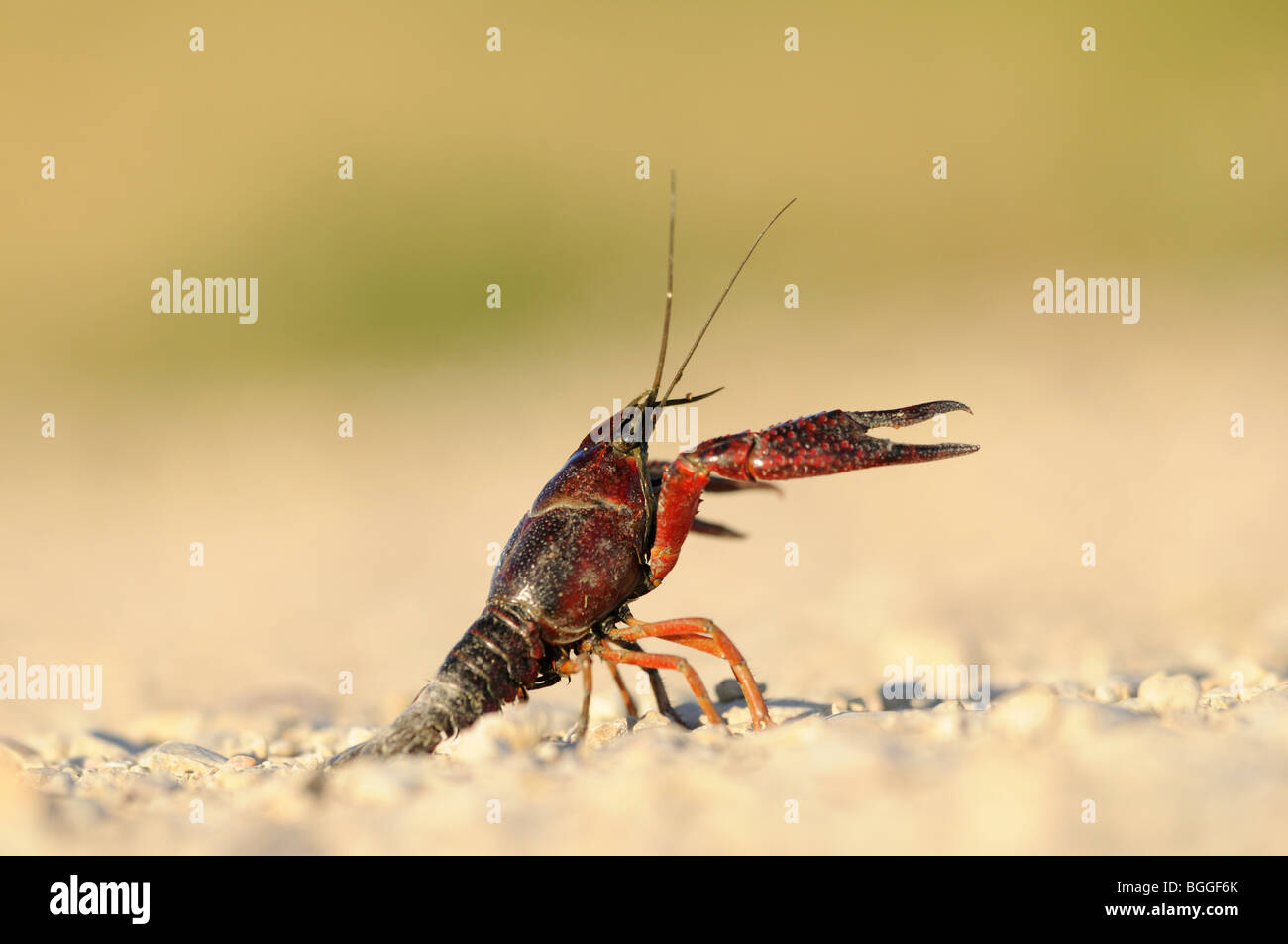 Galician crayfish (Astacus leptodactylus) on gravel bed, Catalonia, Spain, side view Stock Photo