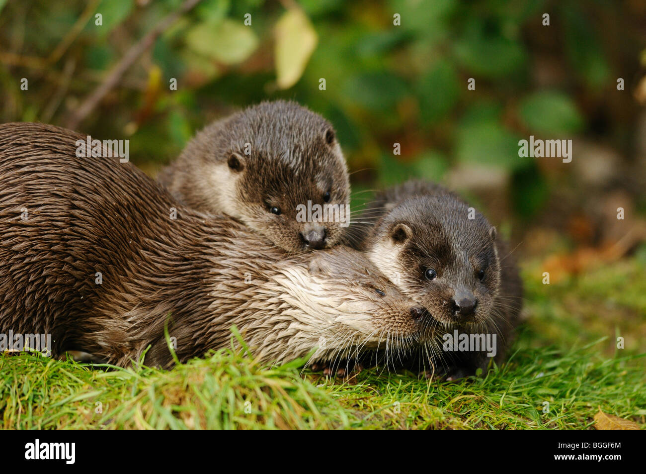 Two young otters (Lutra lutra) playing in meadow, low-angle view Stock Photo