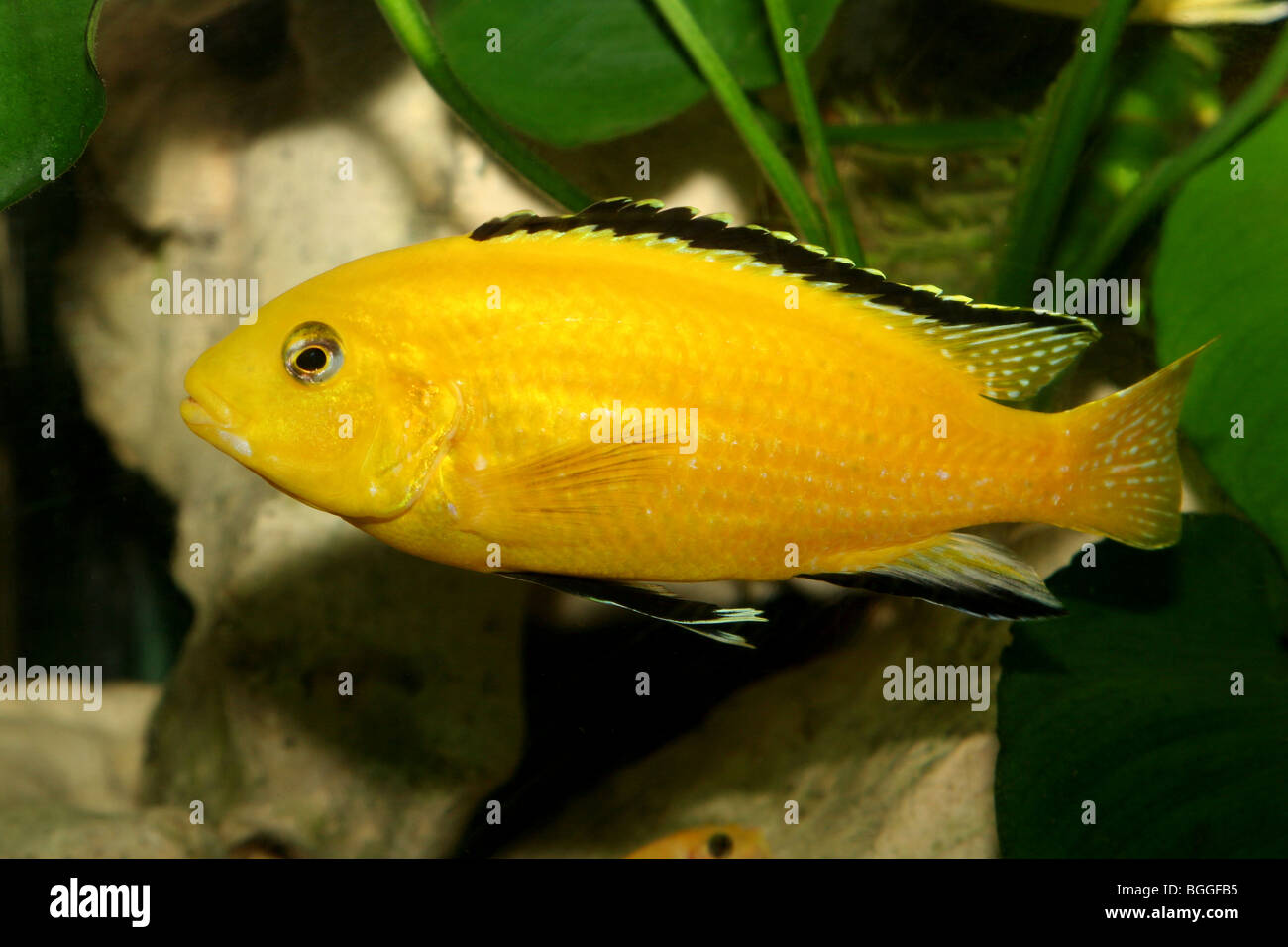 Electric Yellow Cichlid (Labidochromis caeruleus). Stock Photo