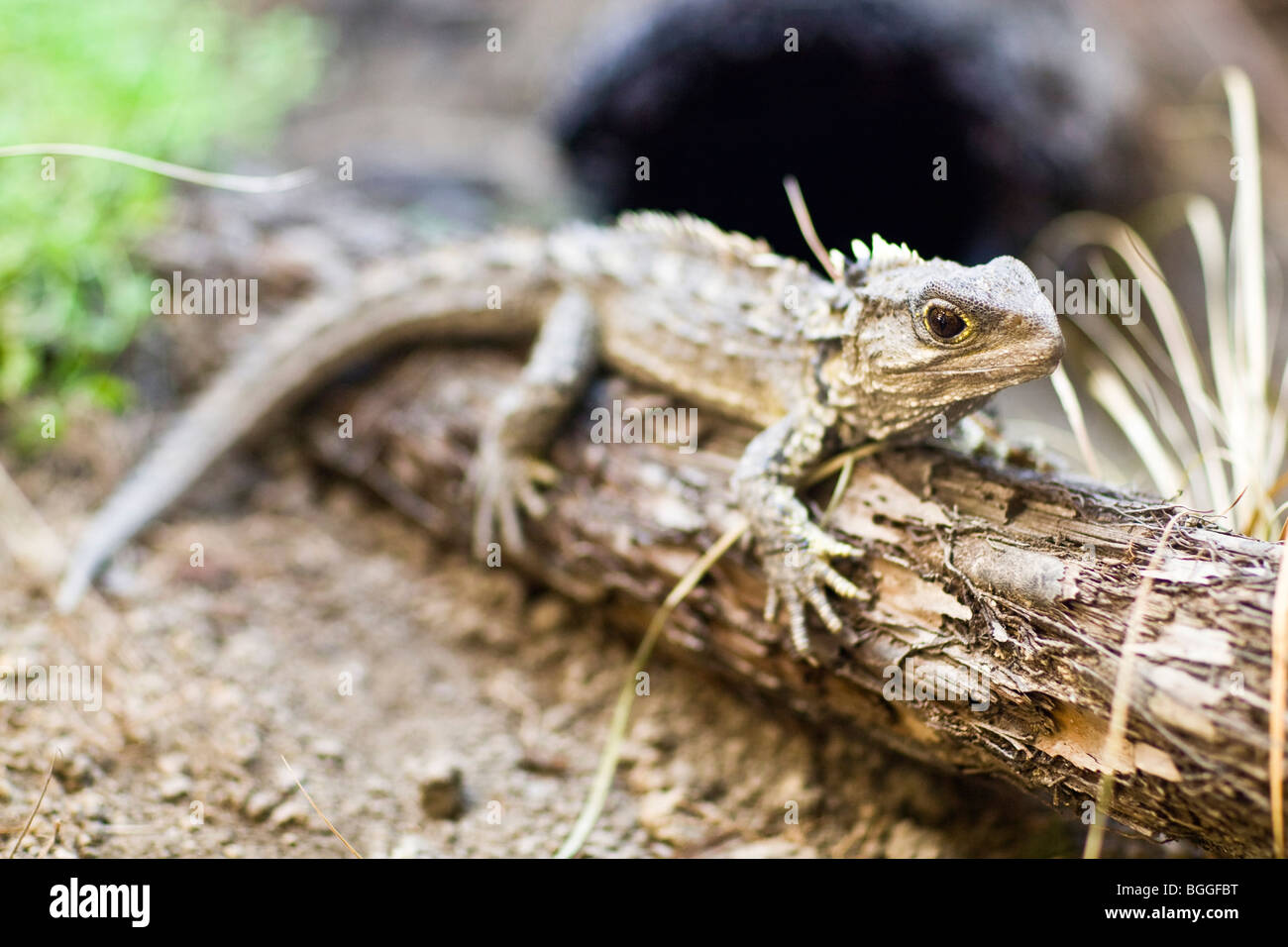 tuatara Stock Photo