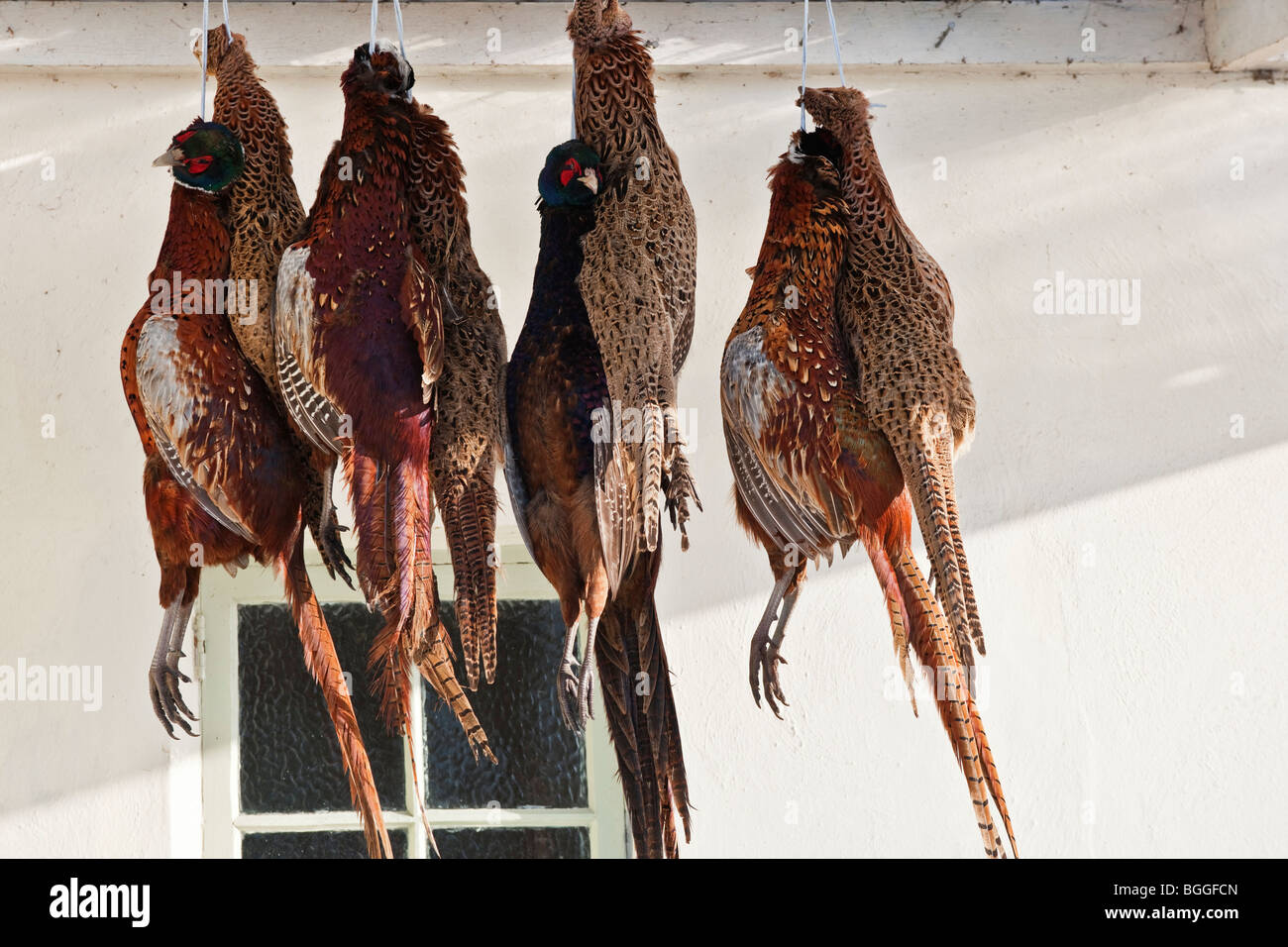 pheasants hanging outside Stock Photo