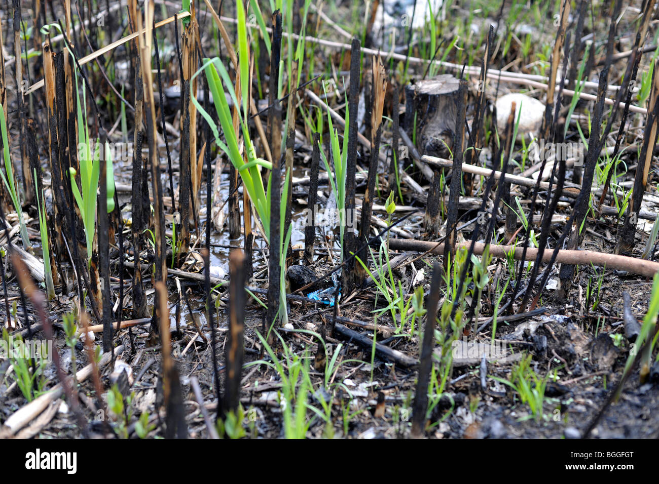 new plant growth after fire Stock Photo Alamy