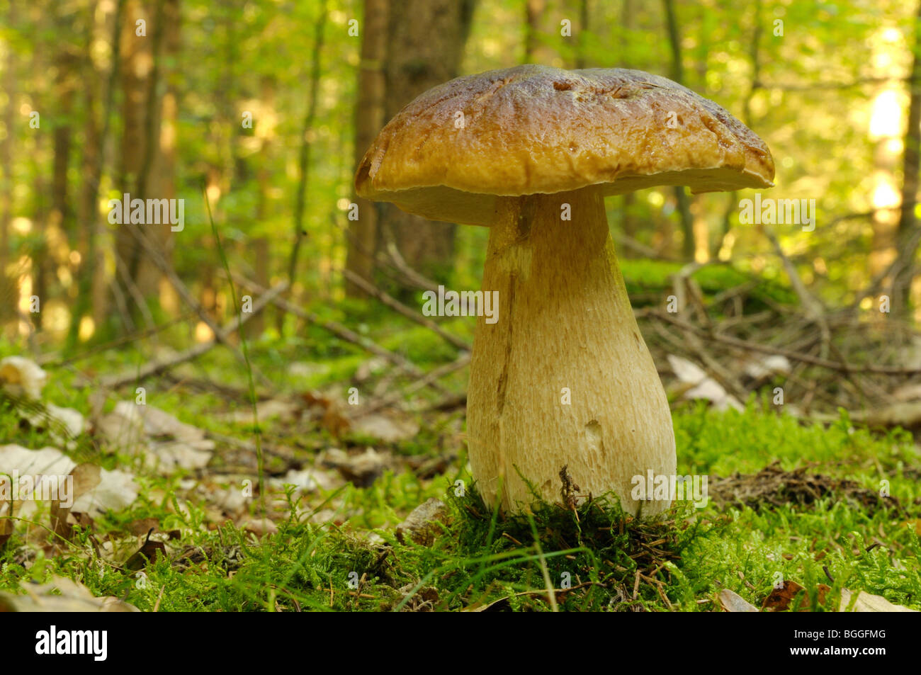 Cep (Boletus edulis) growing in forest, Bavaria, Germany, surface level, close-up Stock Photo