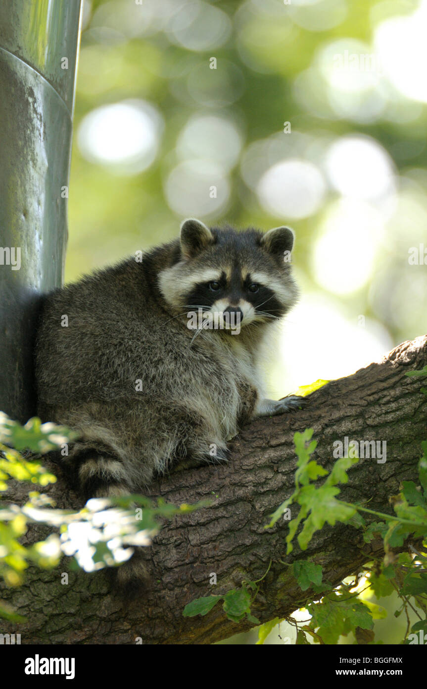 Raccoon (Procyon lotor) sitting on a tree trunk, facing camera Stock Photo