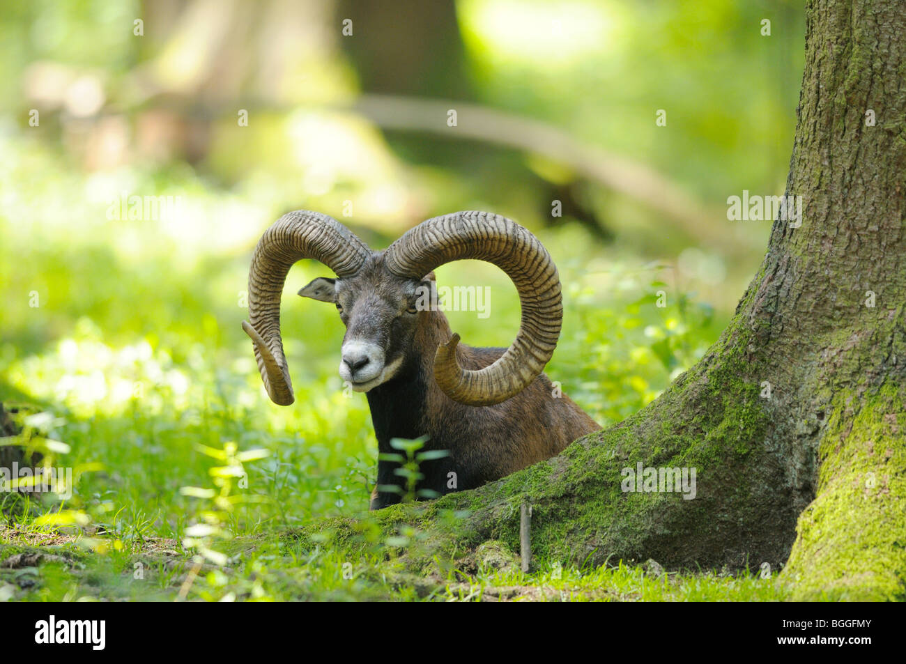 Mouflon (Ovis orientalis musimon) sitting beside a tree trunk Stock Photo