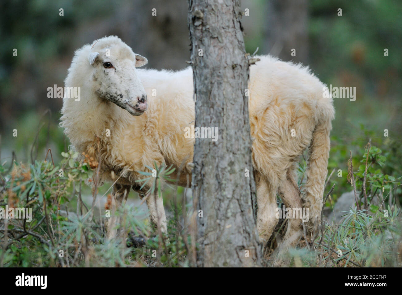 Sheep (Ovis aries) standing behind a tree trunk Stock Photo