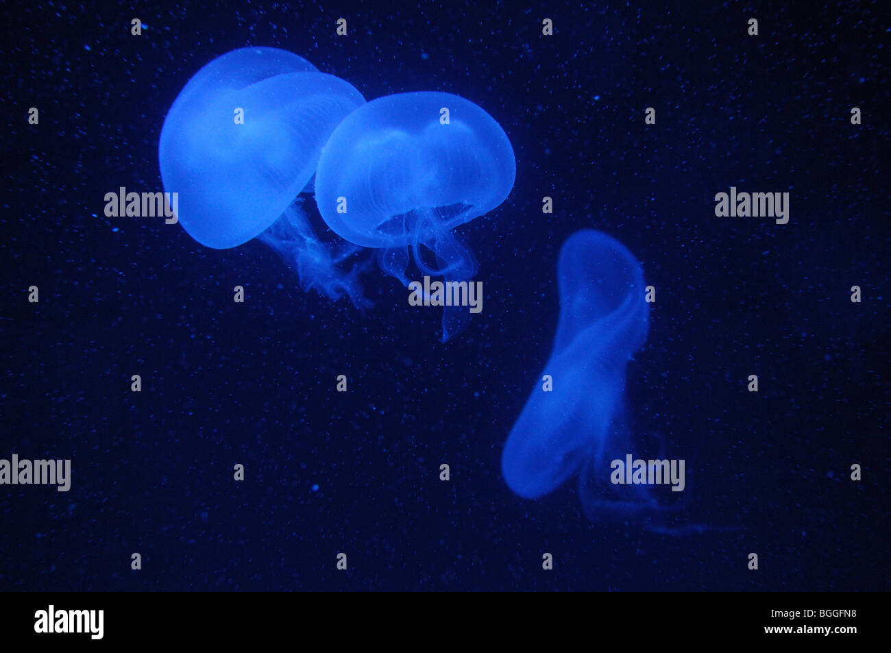 Moon jellyfishes (Aurelia aurita), underwater, close-up Stock Photo