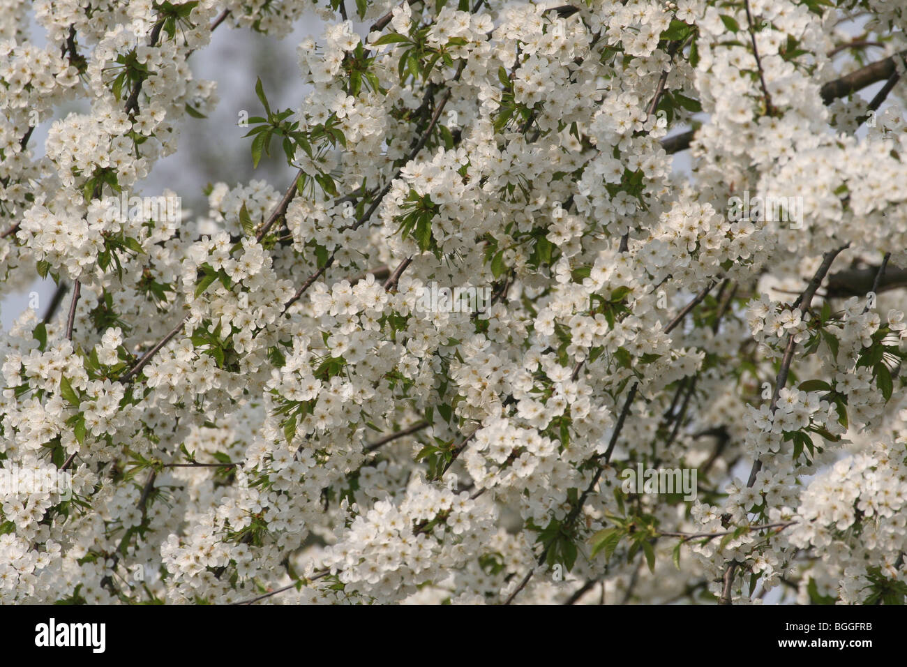 Sweet Cherry (Prunus avium), flowering twigs. Stock Photo