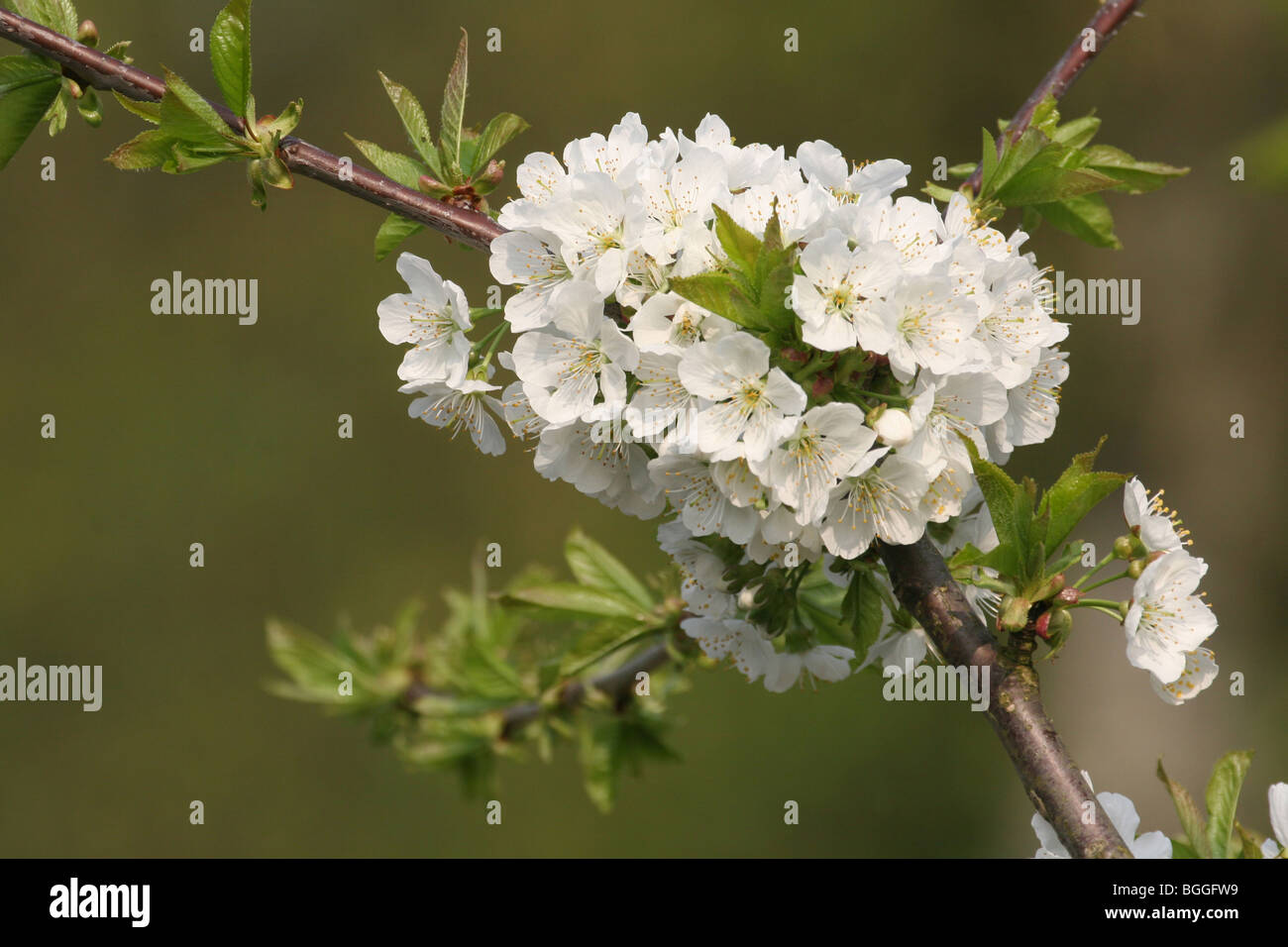 Sweet Cherry (Prunus avium), flowering twig Stock Photo