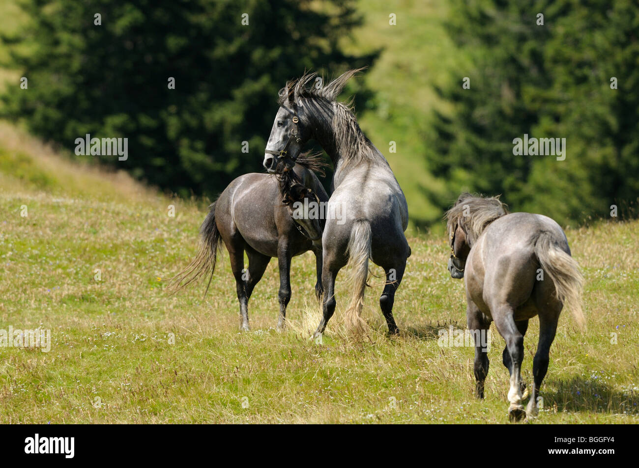 Horses playing on a meadow, Styria, Austria Stock Photo