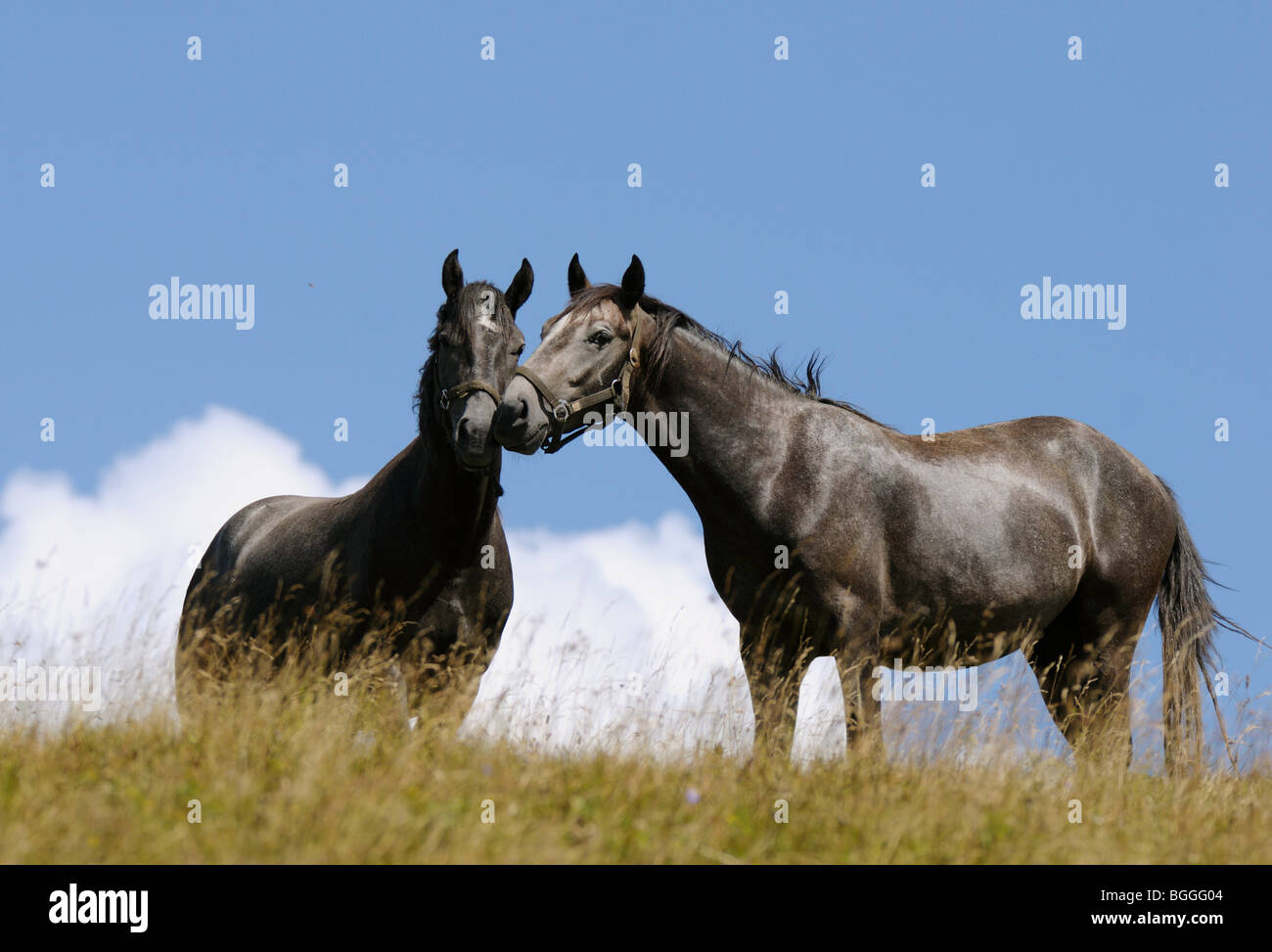 Two horses on a meadow, Styria, Austria, low angle view Stock Photo