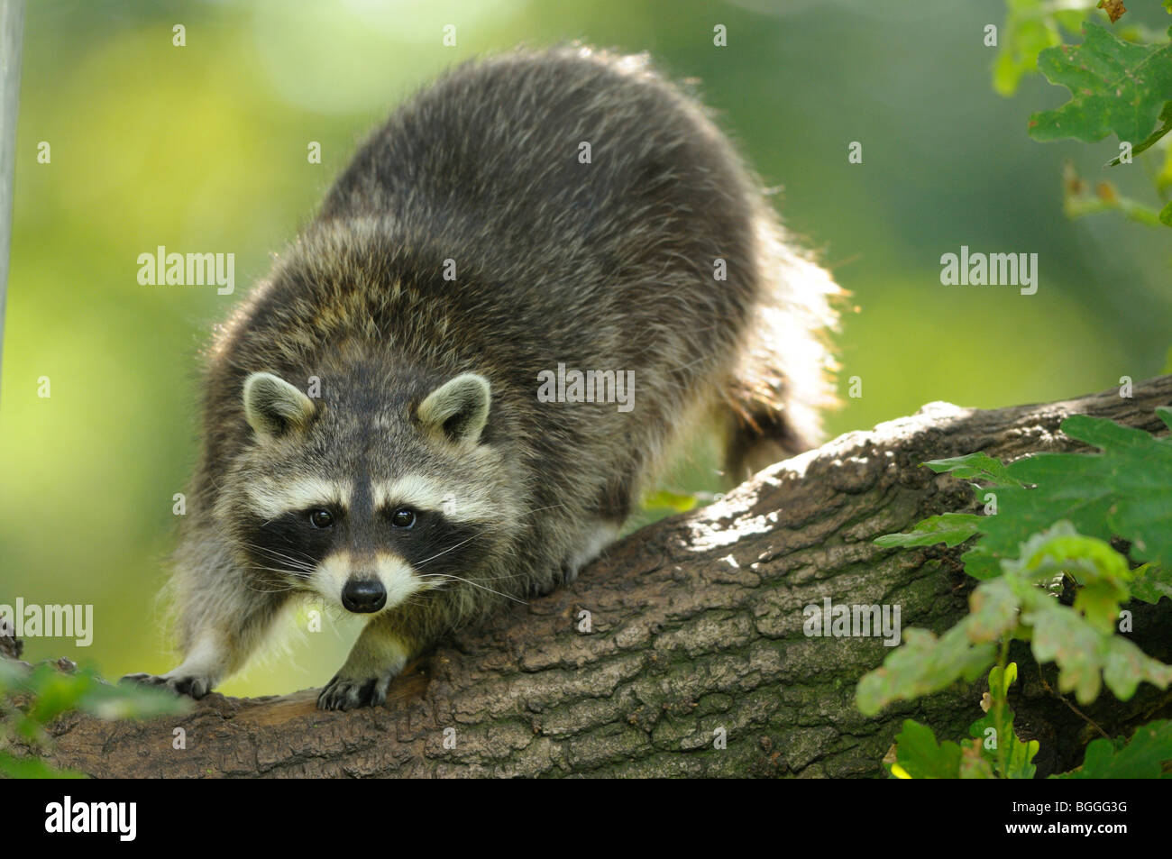 Raccoon, Procyon lotor Stock Photo