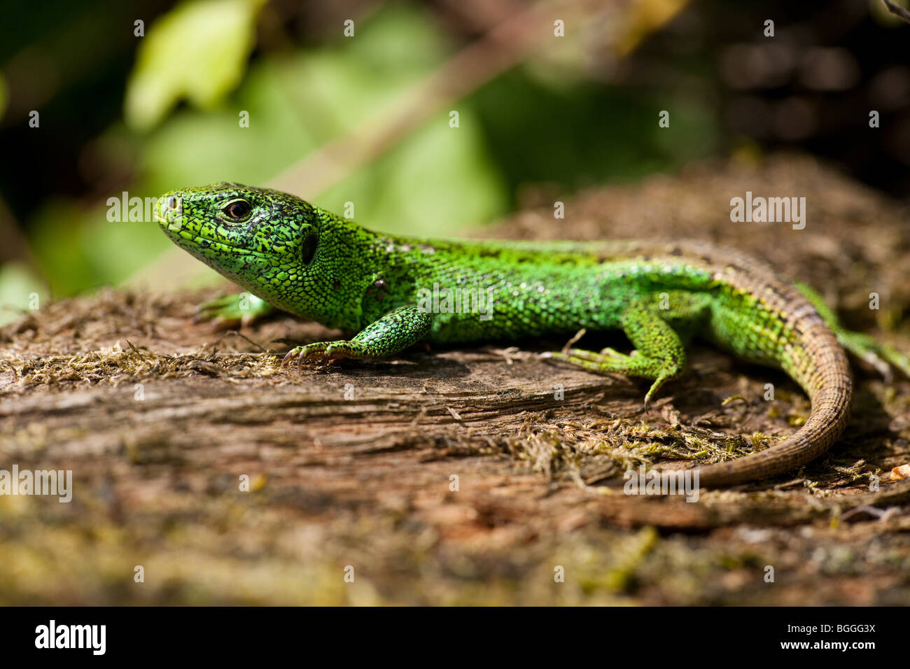 Sand lizard, Lacerta agilis Stock Photo - Alamy