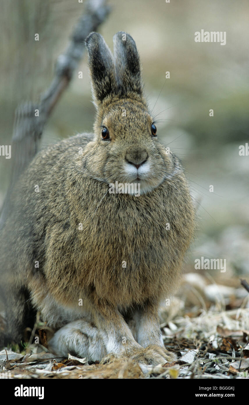 Snowshoe Hares (Lepus americanus) sitting on the forest floor, Denali